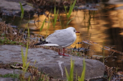 庭園のカモメ　2　日比谷公園