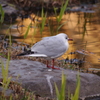 庭園のカモメ　2　日比谷公園