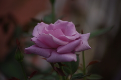 薔薇　1