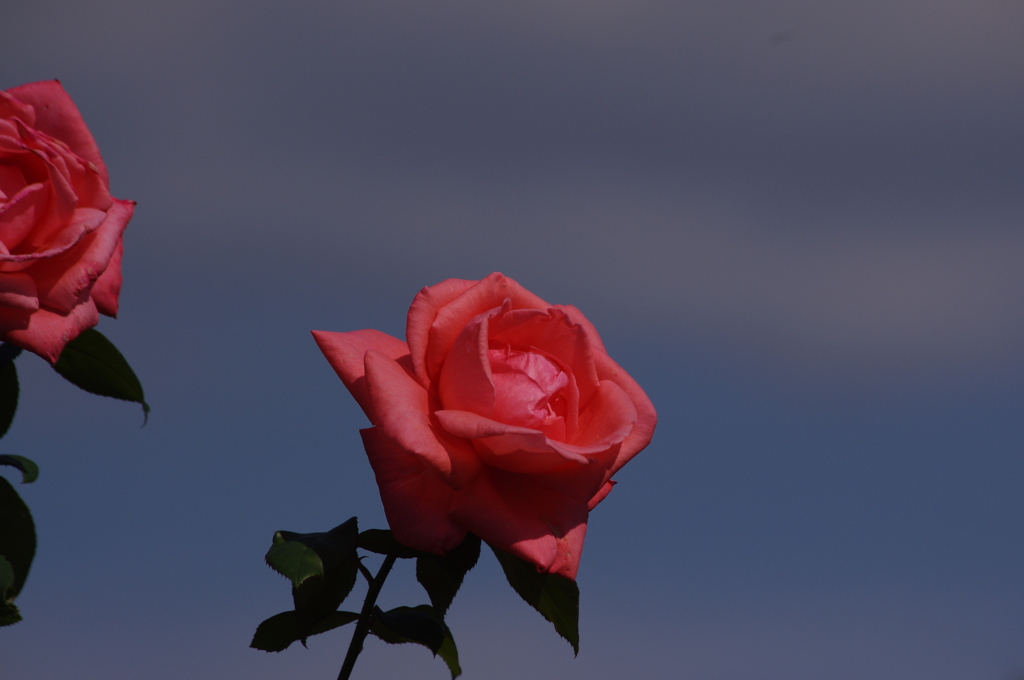 横浜の薔薇　7