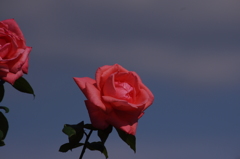 横浜の薔薇　7