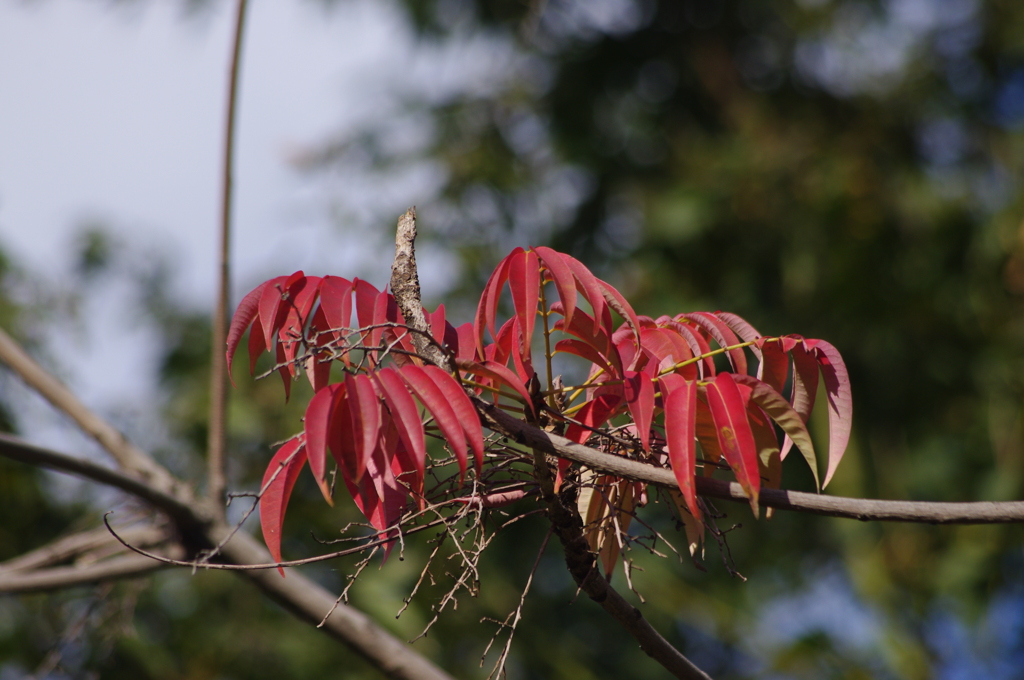 ハゼ　紅葉　5