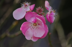 小さな花　芝公園
