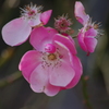 小さな花　芝公園