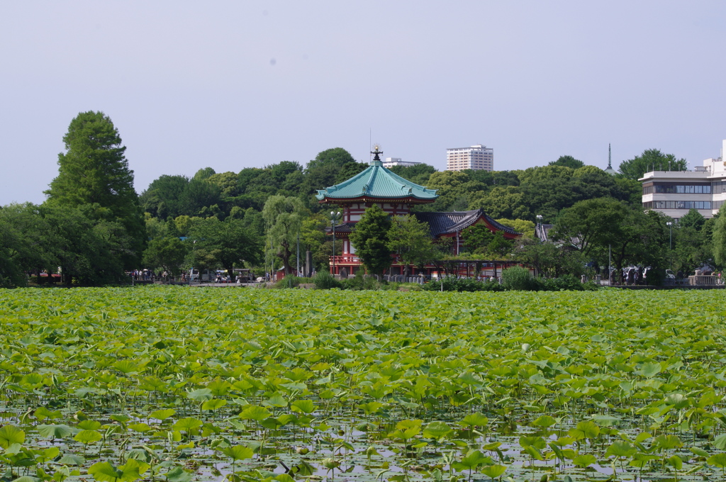 蓮の池　不忍池