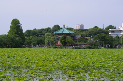 蓮の池　不忍池