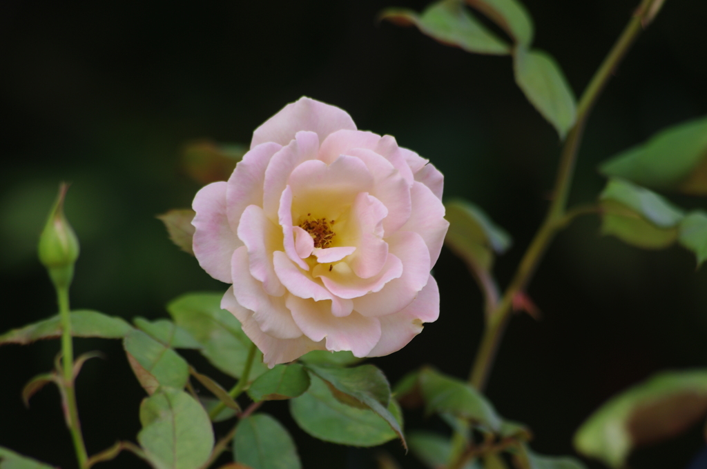 芝浦中央公園　６月下旬　薔薇　9