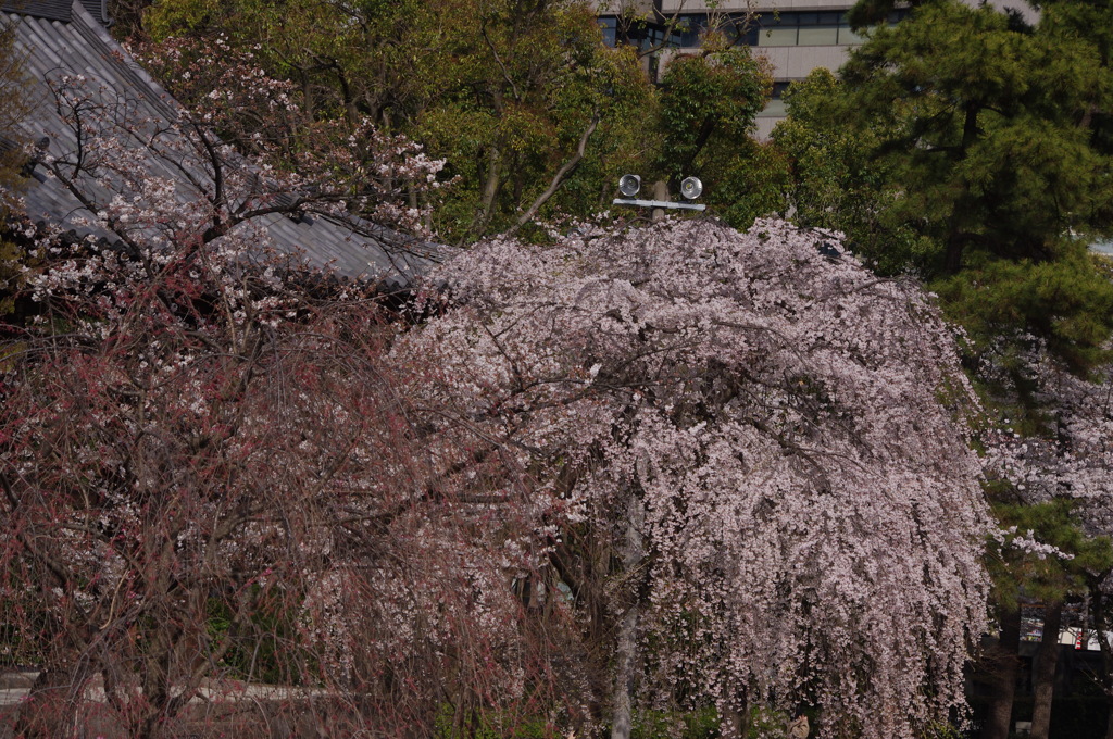 枝垂桜　2