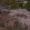 枝垂桜　2