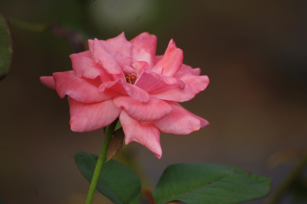薔薇　1　木場公園　８月