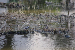 ムクドリ２　日比谷公園