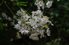 皇居東御苑の薔薇園　1