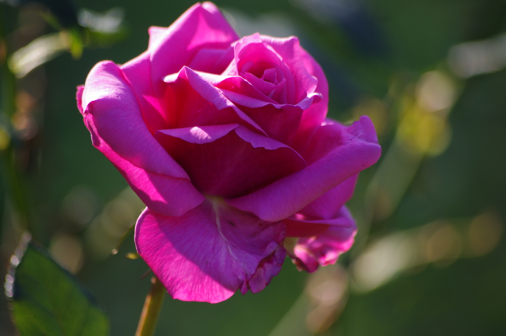 薔薇　2