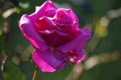 薔薇　2