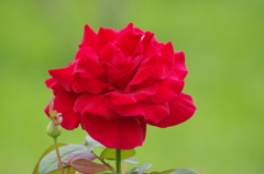 薔薇　5