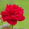 薔薇　5