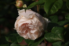 薔薇　10