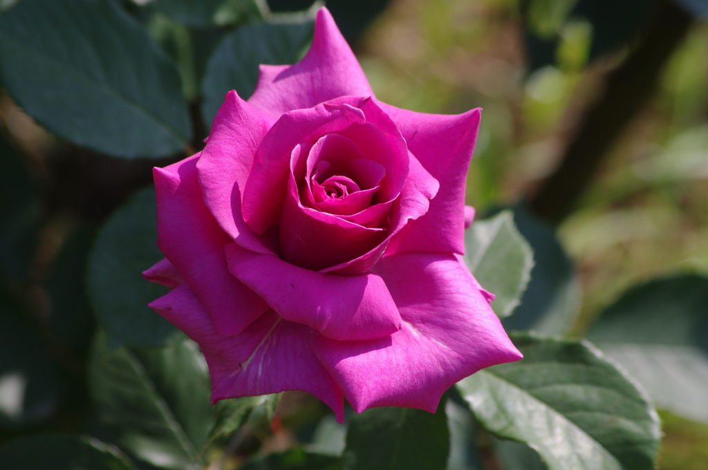 代々木公園　５月の薔薇　６