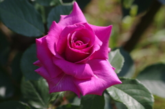 代々木公園　５月の薔薇　６