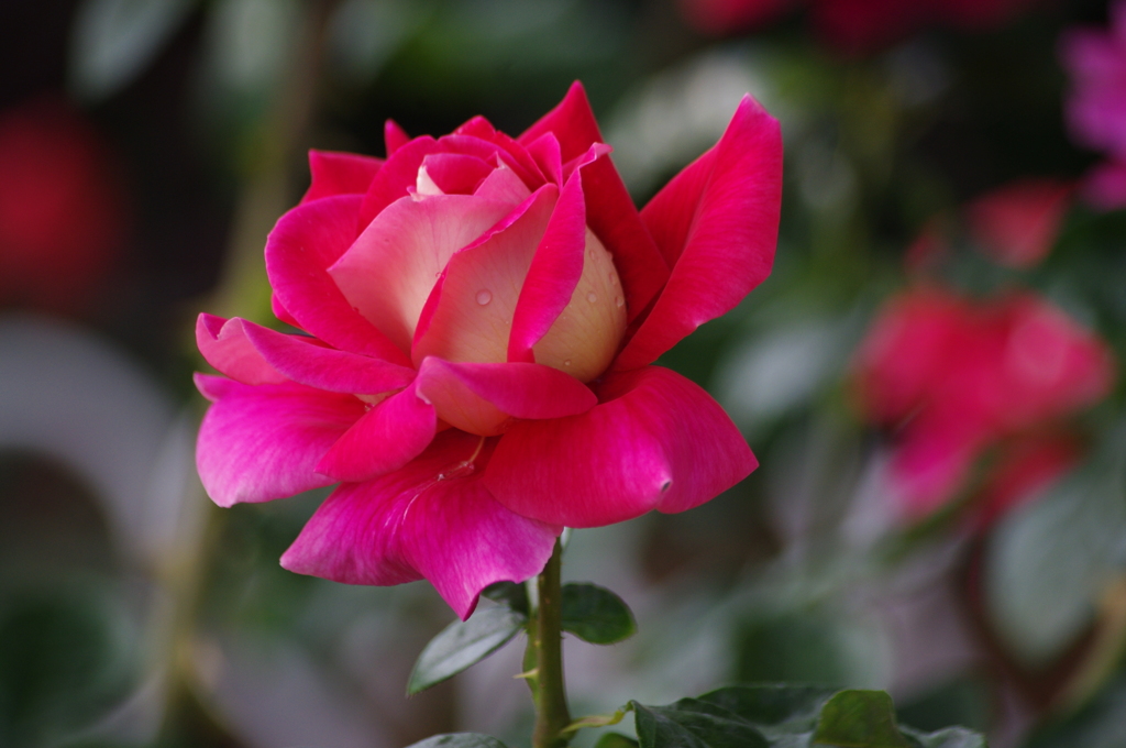 芝浦中央公園　６月　薔薇　5