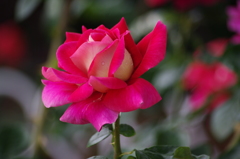 芝浦中央公園　６月　薔薇　5