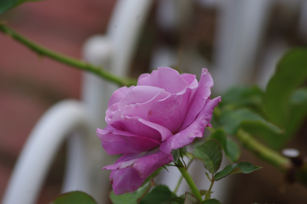 芝浦中央公園　６月下旬　7
