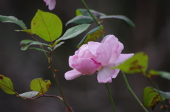 山茶花　池田山公園　１１月下旬