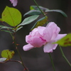 山茶花　池田山公園　１１月下旬