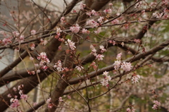 寒桜