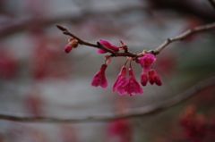 寒緋桜　日比谷公園