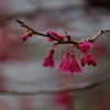 寒緋桜　日比谷公園