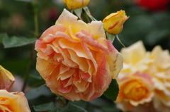 薔薇　10　山下公園　5月