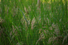 稲穂