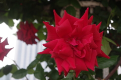 薔薇　1　芝浦中央公園