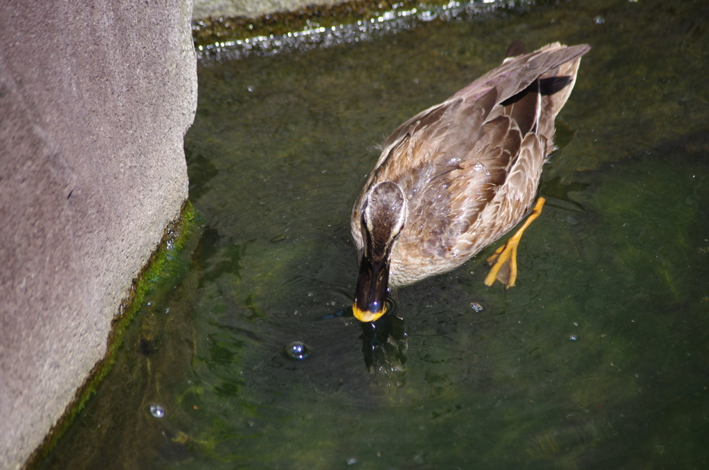 餌を探すカモ　目白庭園　８月