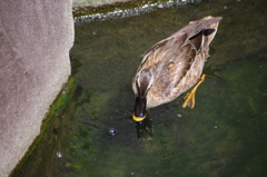 餌を探すカモ　目白庭園　８月