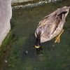 餌を探すカモ　目白庭園　８月