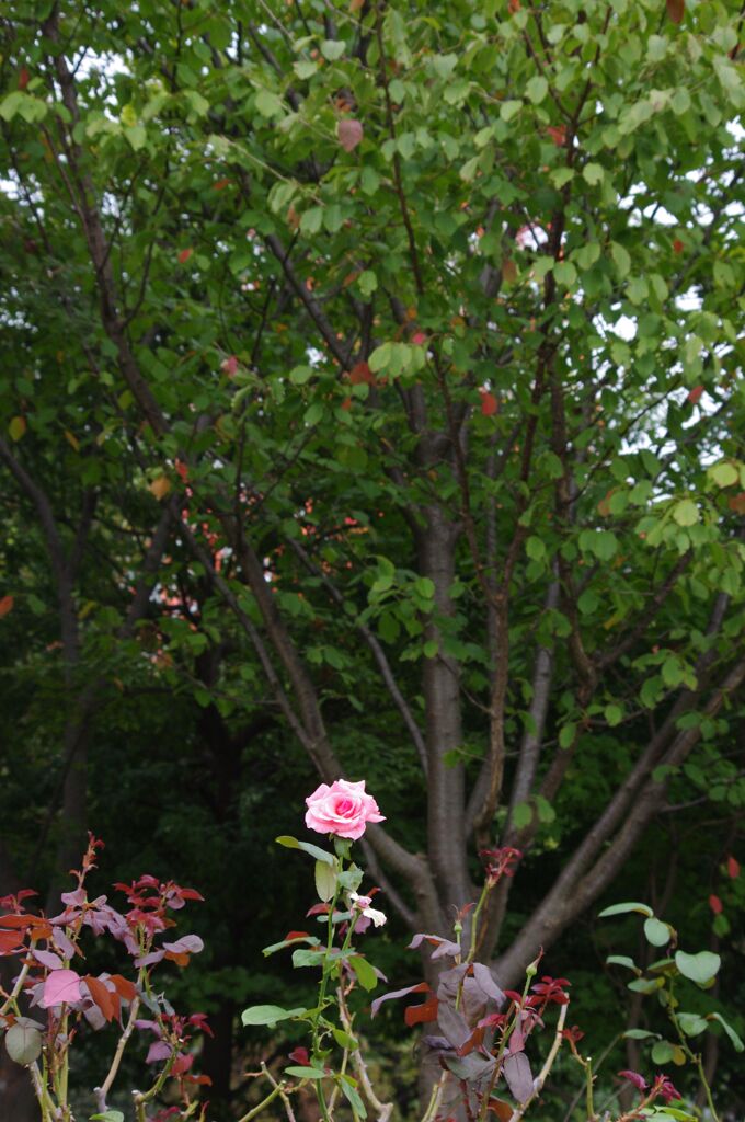 薔薇　3　