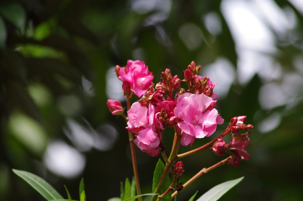 庭の花　5　７月　旧芝離宮庭園