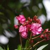 庭の花　5　７月　旧芝離宮庭園