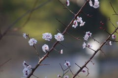 白梅　新江戸川公園