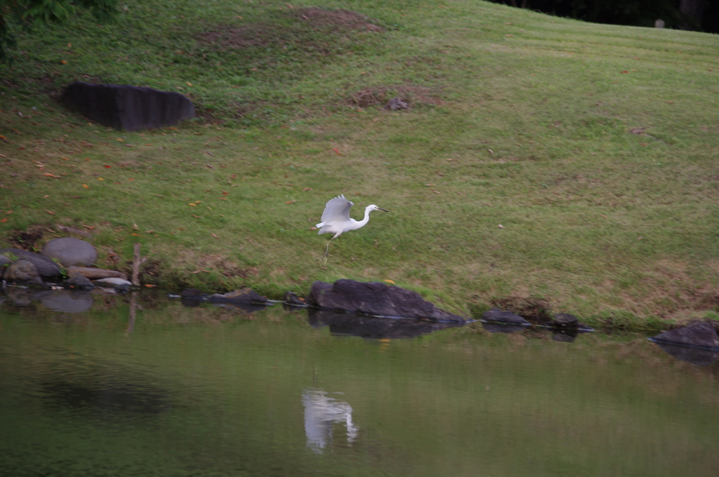 シラサギ舞う庭園　旧芝離宮庭園　9月
