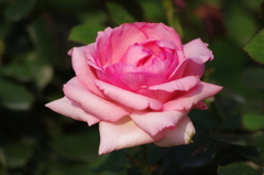 薔薇　７　日比谷公園　７月上旬