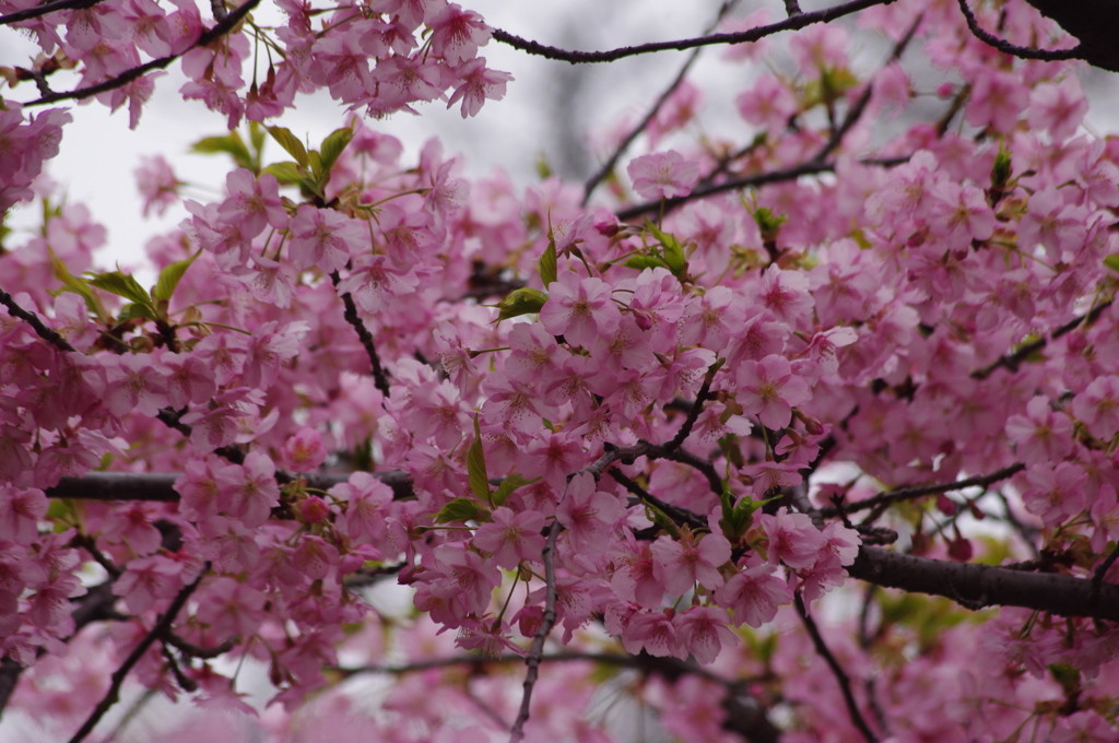 河津桜