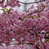河津桜