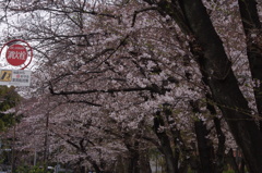 桜　1　芝公園
