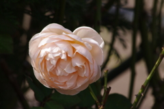 薔薇　1　