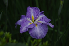 花菖蒲　2