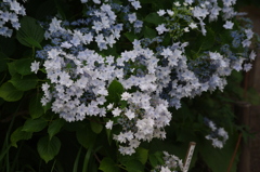 向島百花園　６月　アジサイ　3