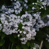 向島百花園　６月　アジサイ　3